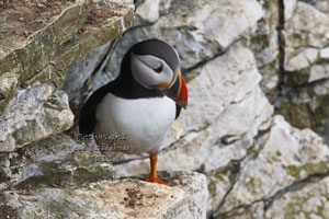 Puffins by Neil Salisbury